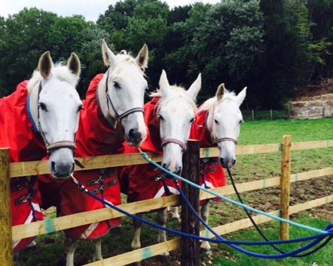 Novelty Vehicle Hire image 23