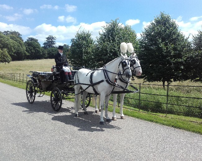 Novelty Vehicle Hire image 23